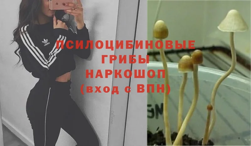 Галлюциногенные грибы Psilocybe  Усолье-Сибирское 